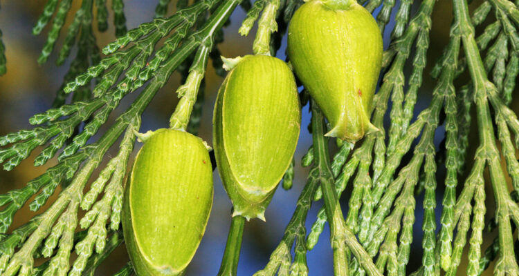 Libocedrus decurrens