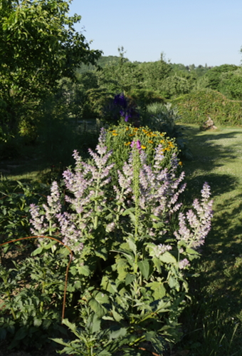 _1240292 Citrouilles et Lutin - Sophie Arendt - sauge sclarée - salvia sclarea - mixed border - haie tailleeJPG-Edit salvia sclarea