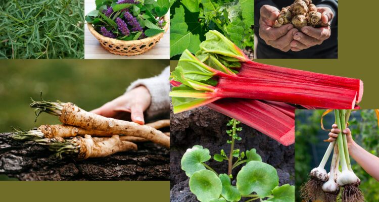 légumes perpétuels