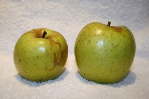 640px-Pomme_de_l'estre Abrahami -Edit ©Abrahami