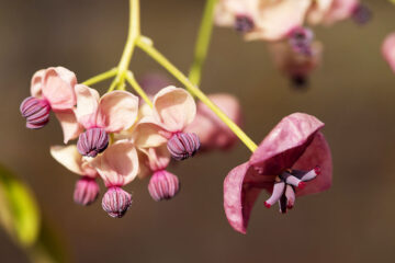 Akebia quinata