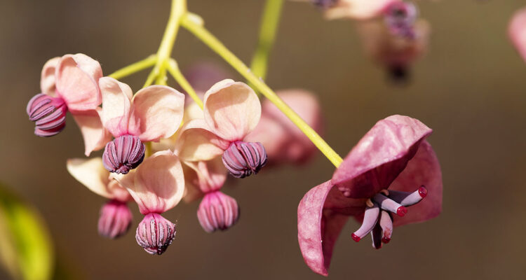 Akebia quinata