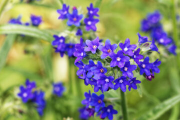 Anchusa