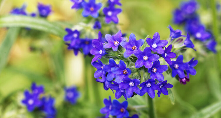 Anchusa