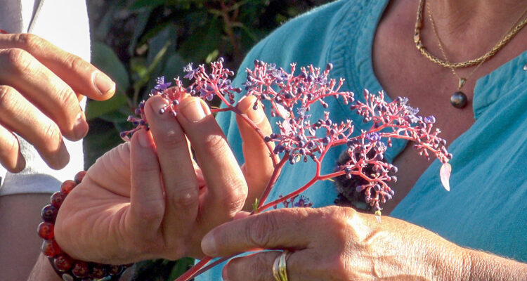 cardiandra formosana