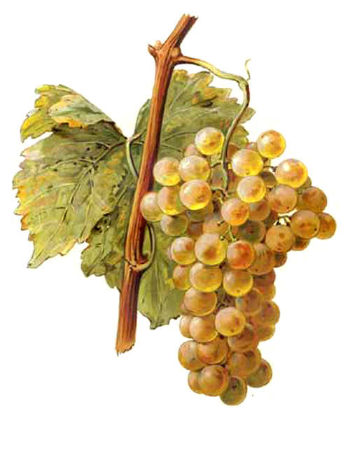 Chasselas_doré - JPS68 ©JPS68