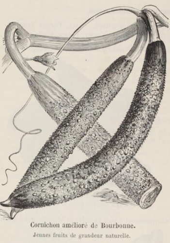 Cornichon-ameliore-de-bourbonne-illustration-des-plantes-potageres-de-1891-e1671748917164-Edit Vilmorin-Andrieux