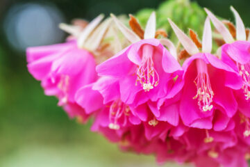 Dombeya