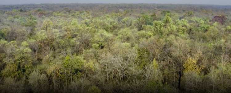 Foret-FranceTV les écocides sur France TV avec Planet Killers