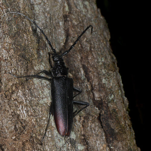 Capricorne du chêne-Cerambyx cerdo- Insecte protégé : Cerambyx cerdo