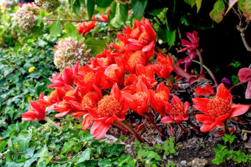 Haemanthus coccineus