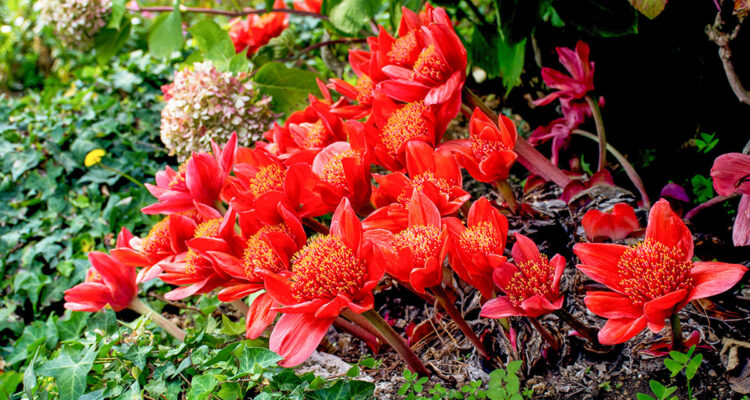 Haemanthus coccineus