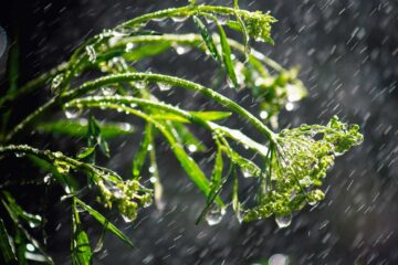 eau, pluie et plantes