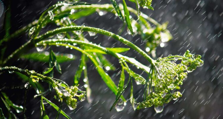 eau, pluie et plantes