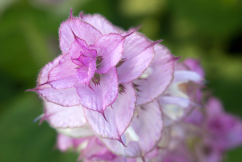 Salvia sclarea - sauge sclaree - Mayabun -Edit ©Mayabun
