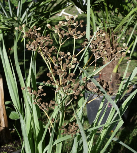 _1100831. Eryngium pandanifolium - palmeraie zenJPG-Edit Eryngium pandanifolium
