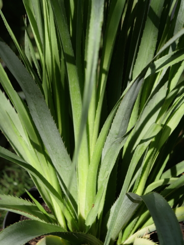 _1100835 Eryngium pandanifolium-Edit Eryngium pandanifolium
