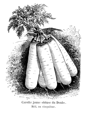 1200px-Carotte_jaune_obtuse_du_Doubs_Vilmorin-Andrieux_1904-Edit ©Vilmorin