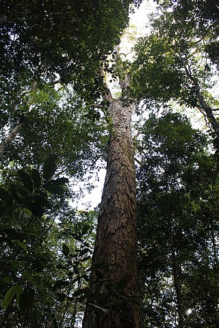 320px-Dinizia_excelsa - Gorgens Dinizia excelsa ©Gorgens