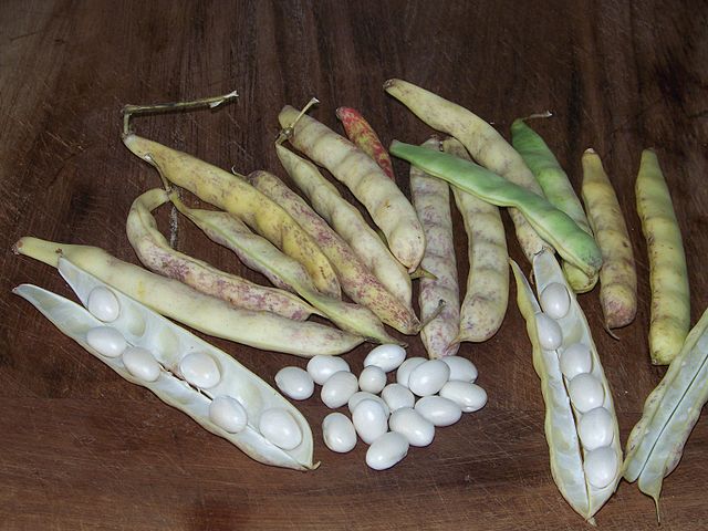 640px-Coco_de_paimpol1 - Asabengurtza jpg ©Asabengurtza