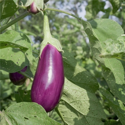 aubergine-violette-de-toulouse-ab - ferme de sainte marthe-Edit ©Ferme de Sainte-Marthe