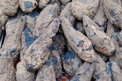 crapaudine-Edit ©dr