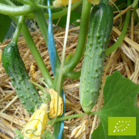 fin-de-meaux-bio la bonne graine ©La bonne graine