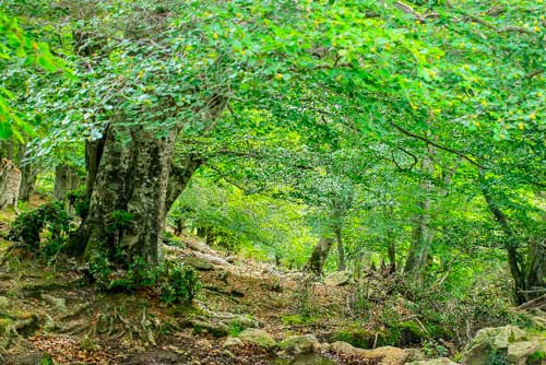 massane la Réserve Naturelle de la Massane