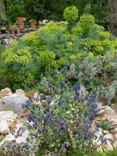 P1033920 Jardin de Bruno - Tarn et Garonne - - euphorbe - euphorbia characias - cerinthe major purpurascens-Edit Cerinthe major et Euphorbia characias ©Isabelle Morand (Jardin de Bruno)