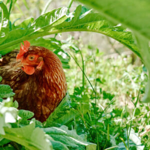 poule dans le jardin - Ekaterina Fedulyeva -Edit poule dans le jardin