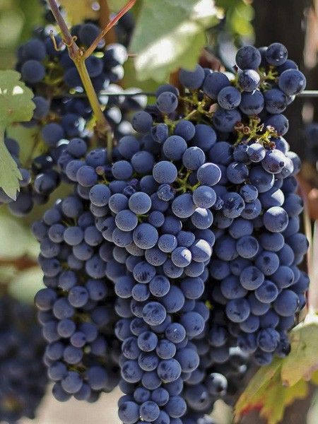 vigne-hatif-de-marseille-muscat-noir-25675 - jardin du pic vert ©Le jardin du Pic-vert