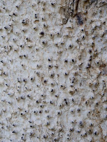 _1088382 Jardin botanique Aswan - Hura crepitans - tronc epineux-Edit ©Isabelle Morand