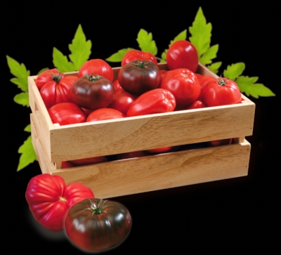 caisse-tomates-de-marmande-Edit ©Tomates de Marmande