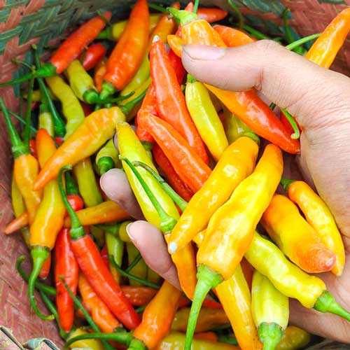 capsicum_anuum-Depositphotos_707340536_S capsicum anuum