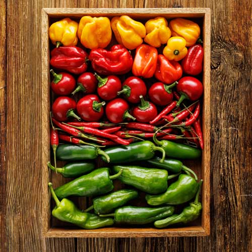 capsicum-Depositphotos_678638782_S Capsicum
