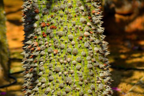 Chorisia speciosa - Adam Kamela-Edit ©Adam Kamela