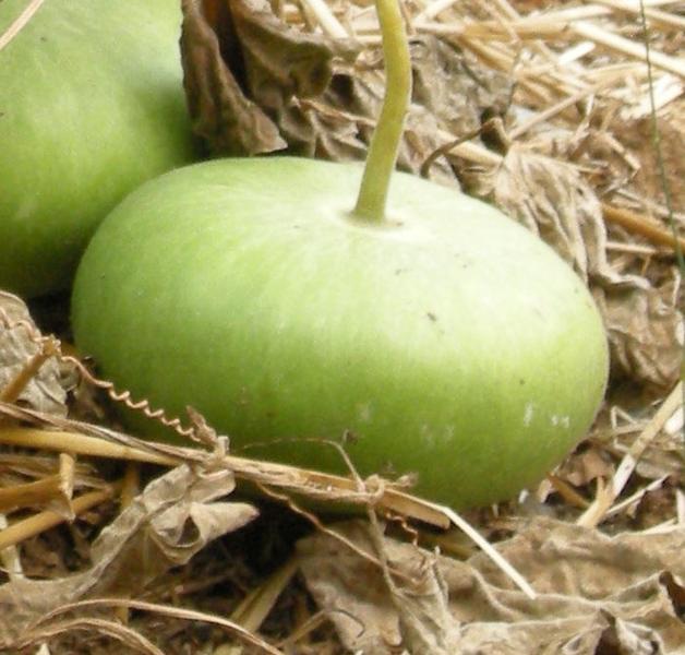 clebasse plate de Corse - graines del pais ©Graines del païs