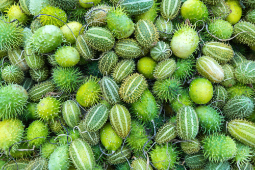 concombre des antilles - cucumis anguria - Olena Sakhnenko -Edit ©Olena Sakhnenko