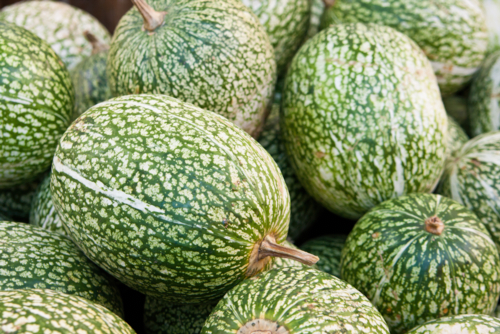 Courge de Siam - Cucurbita ficifolia- Copit 1606-Edit ©Copit1606