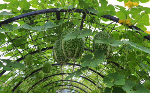 courge de Siam - Cucurbita ficifolia - pcturner71 -Edit ©Cucurbita ficifolia