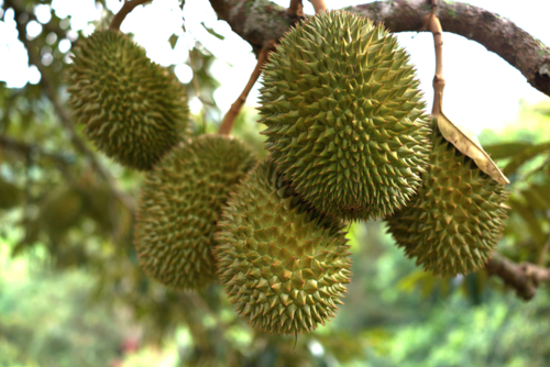Durian - tylim -Edit ©tylim