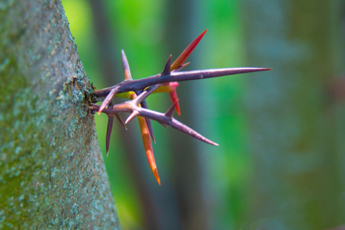 Gleditsia triacanthos - William Reagan -Edit ©William Reagan