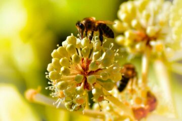 Pistils et étamines sont notre avenir et celui des pollinisateurs