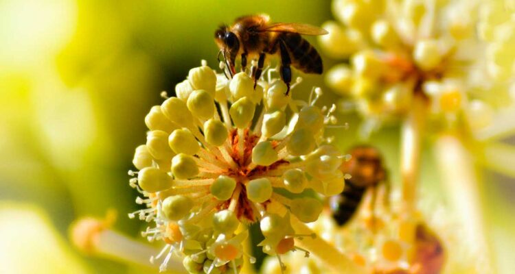 Pistils et étamines sont notre avenir et celui des pollinisateurs