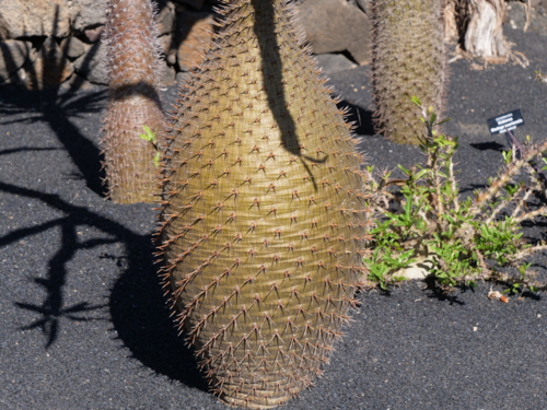 P1055948 Pachypodium lamerei - jardin de cactus de Lanzarote - Isabelle Morand-Edit ©Isabelle Morand