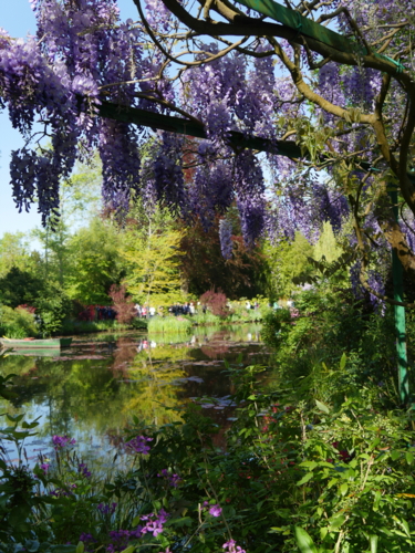 P1260014 Giverny - jardin d'eau - wisteria - glycine-Edit ©Isabelle Morand