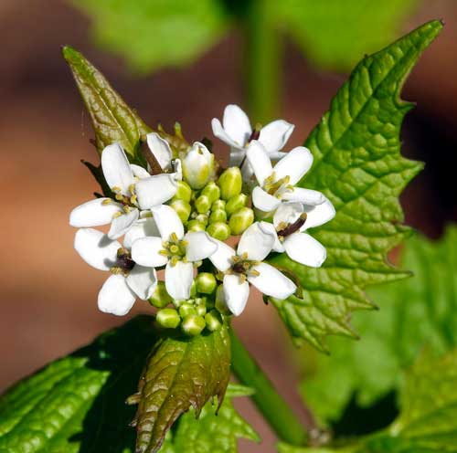 Alliaire_officinale_(Alliaria_petiolata)_(2_dioptries) Alliaria petiolata