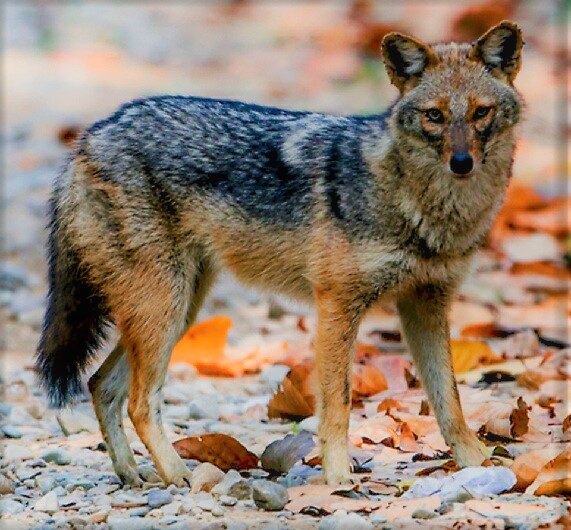 Golden_Jackal_-_Corbett_National_Park chacal doré