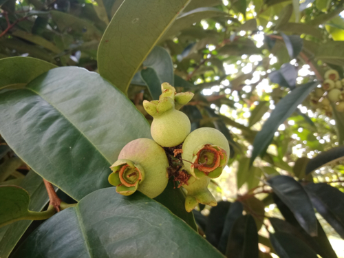 Jambosier - Sygygium jambos - Elisa Irmalia -Edit ©Elisa Irmalia