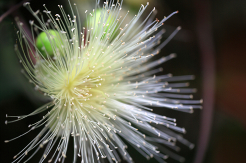 jambosier - Syzygium jambos - LewisTsePuiLung -Edit ©LewisTsePuiLung